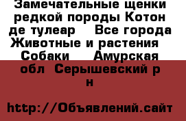 Замечательные щенки редкой породы Котон де тулеар  - Все города Животные и растения » Собаки   . Амурская обл.,Серышевский р-н